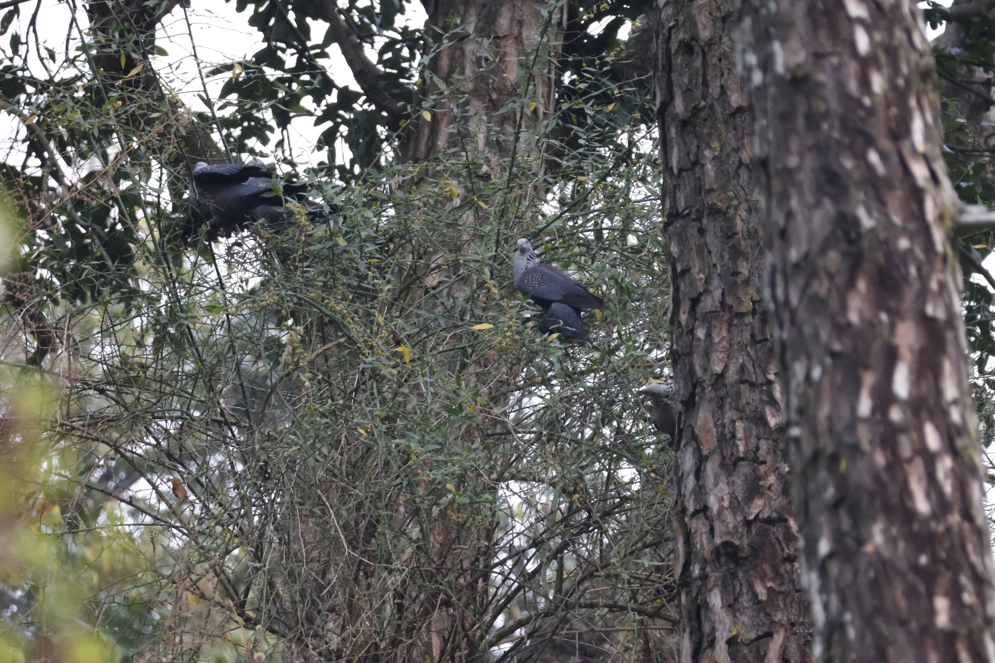 Speckled Wood Pigeon (Columba hodgsonii), photo 6
