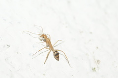 Camponotus conspicuus
