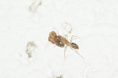 Camponotus conspicuus