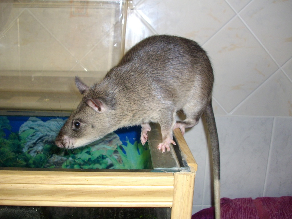 Northern Giant Pouched Rat