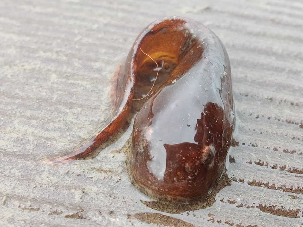 Montagu's seasnail (Liparis montagui) — Liparidae