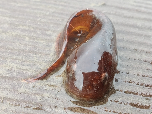 Montagu's seasnail (Liparis montagui) — Liparidae