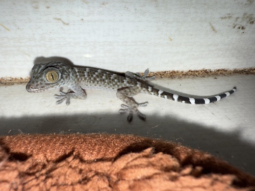 Gekko gecko