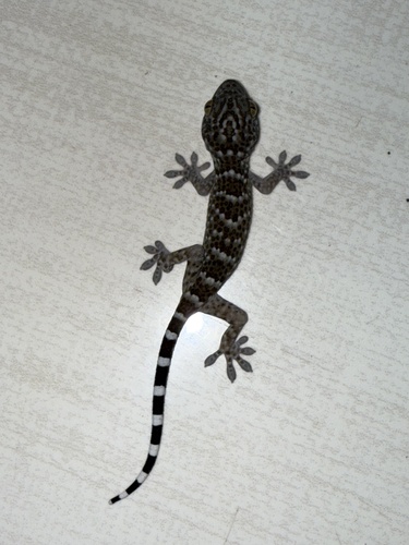 Gekko gecko