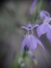 Lobelia jaliscensis