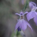 Lobelia jaliscensis