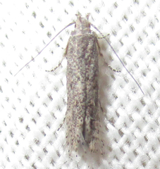 Lepidoptera