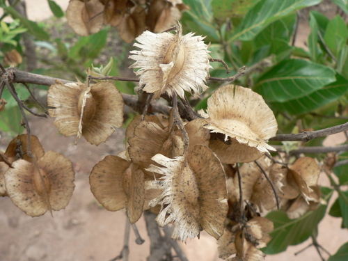 four-leaved bushwillow