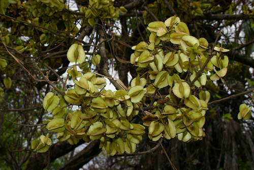 four-leaved bushwillow