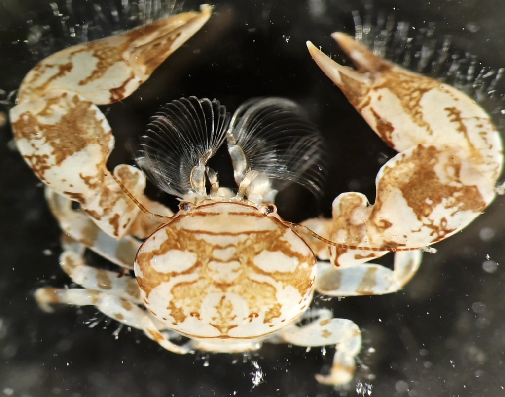 Polyonyx boucheti