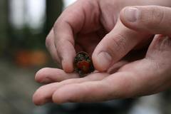 Sternotherus peltifer