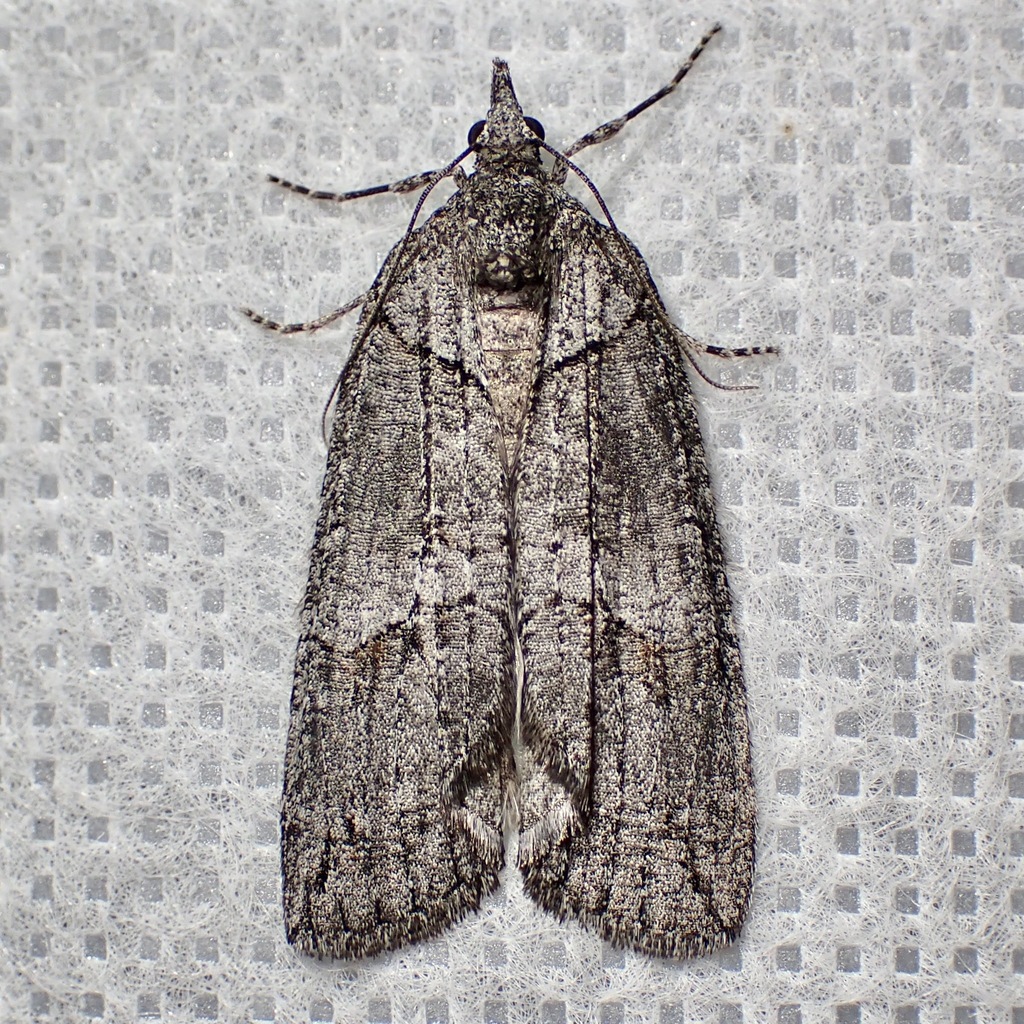 Hydriomena frondaria