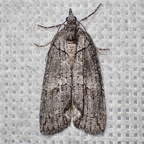 Hydriomena frondaria