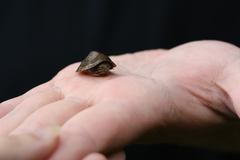 Sternotherus peltifer