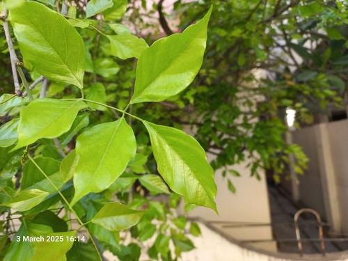 Pongamia pinnata