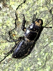 Dorcus parallelus