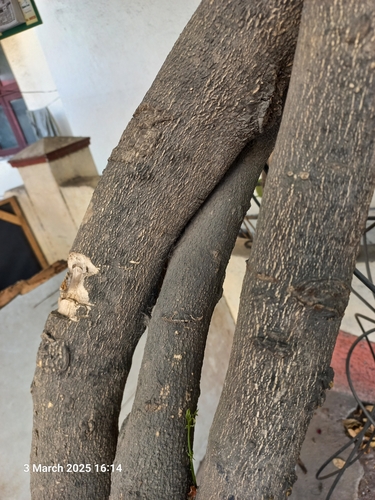 Pongamia pinnata