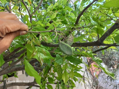 Pongamia pinnata