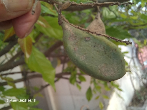 Pongamia pinnata