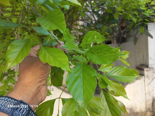 Pongamia pinnata