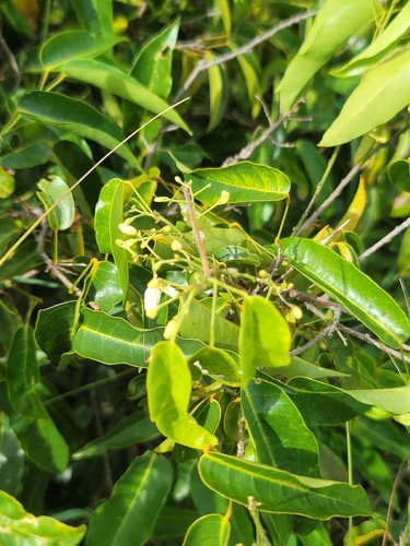 Baphia capparidifolia, 2025-03-06