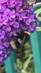 Bombus