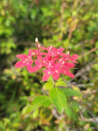 Paracarphalea pervilleana