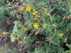 Pectis multiflosculosa