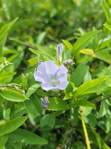 Bonamia spectabilis