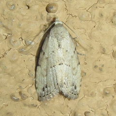 Dasyblemma straminea