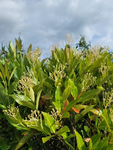 Stephanostegia hildebrandtii