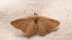 Idaea obsoletaria