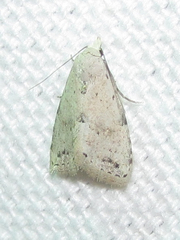 Dasyblemma straminea