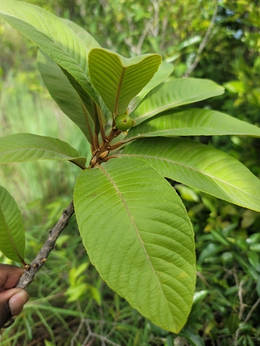 Hugonia brewerioides