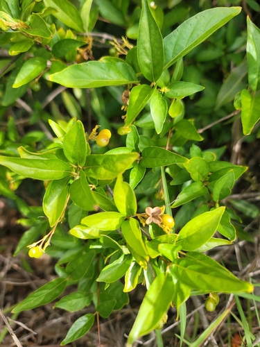 Mostuea brunonis