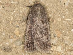 Tesagrotis atrifrons