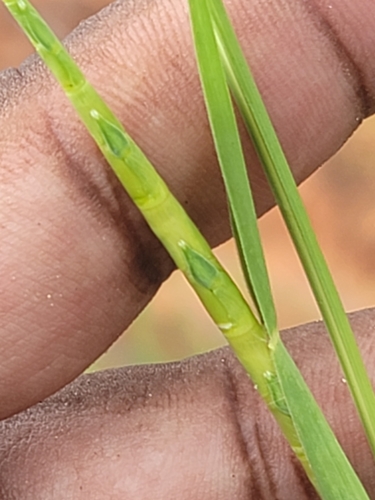 Itchgrass
