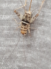 Gryllomorpha miramae