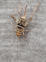 Gryllomorpha miramae