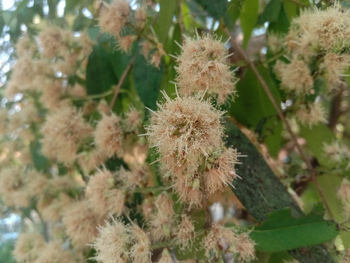 Syzygium antisepticum observed 2025-03-01