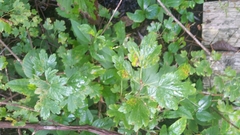 Ribes hirtellum