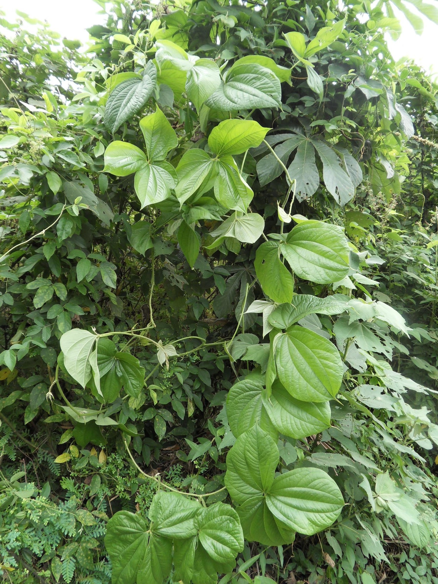 Dioscorea dumetorum