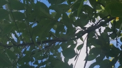 Toxicodendron vernix