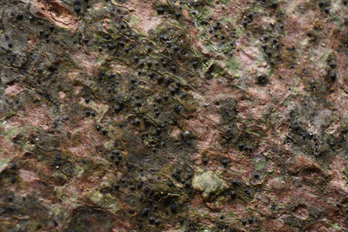 Pseudosagedia borreri