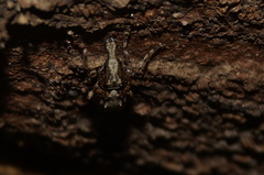 Anthribinae