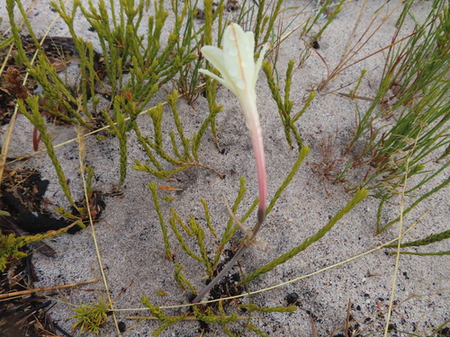 Image of Cyrtanthus leucanthus by (c) linkie, some rights reserved (CC BY)