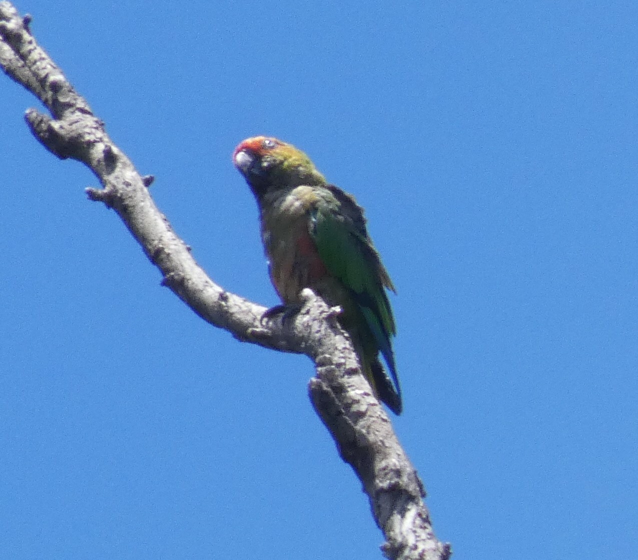 Golden-capped Parakeet (Aratinga auricapillus), photo 2