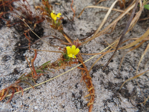 Image of Monopsis lutea by (c) linkie, some rights reserved (CC BY)
