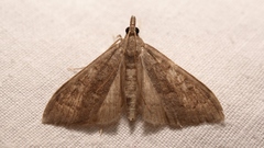 Mecyna asinalis