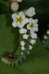 Heliotropium angiospermum